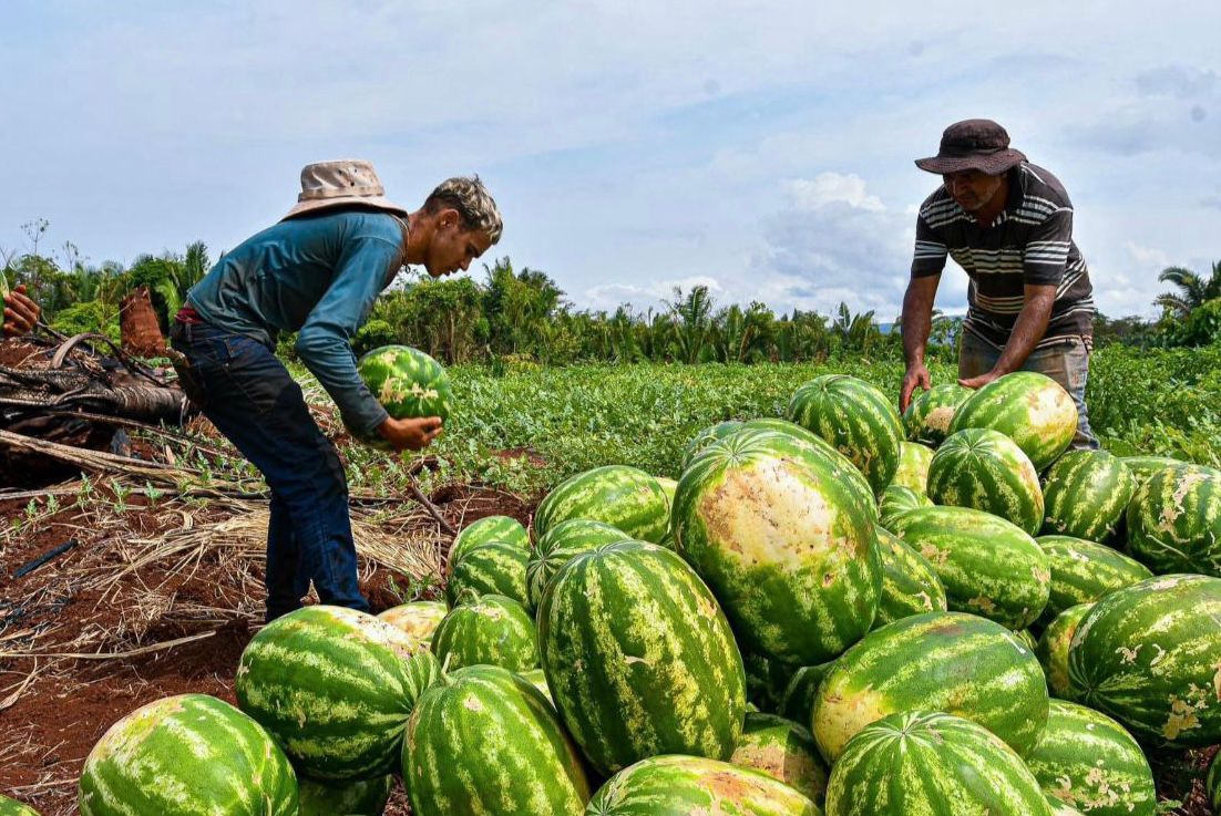 Curionópolis investe em Agricultura