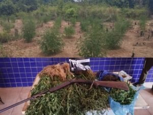 Plantação de maconha