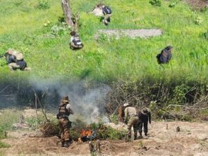 PF destrói plantação de quase 100 mil pés de maconha em terras indígenas no Pará