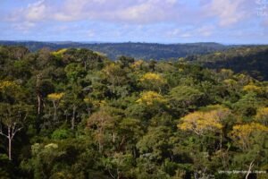 desmatamento no Pará