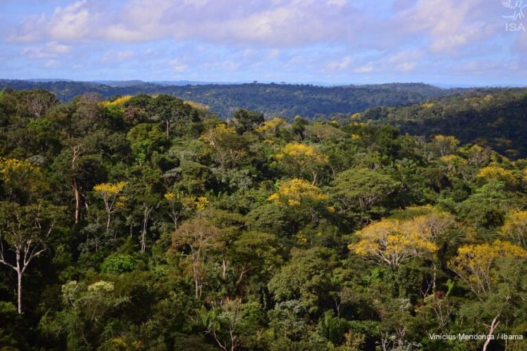 desmatamento no Pará