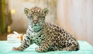 Filhote de onça-pintada