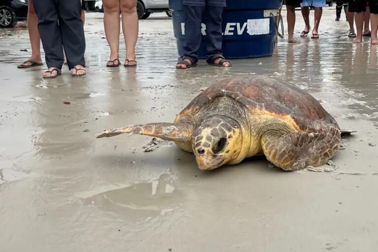 Tartaruga Salinópolis