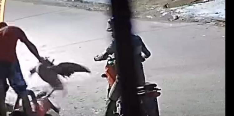 assalto com pato em Tucuruí