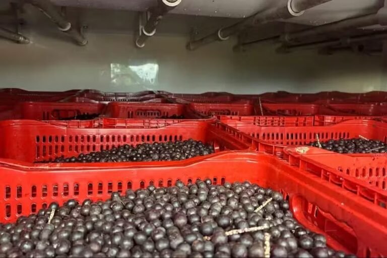 açaí no Pará