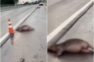 atropelamento de capivaras em Belém