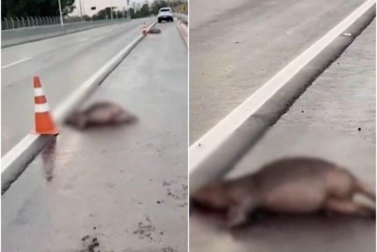 atropelamento de capivaras em Belém
