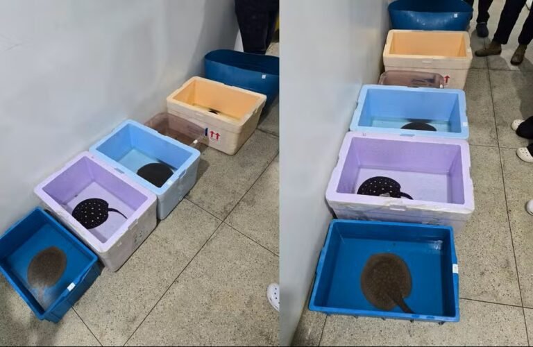 arraias resgatadas pela PRF em Castanhal