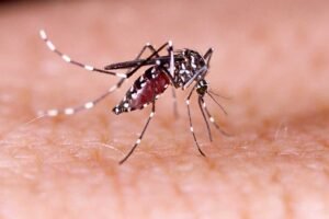vacinação dengue do Butantan