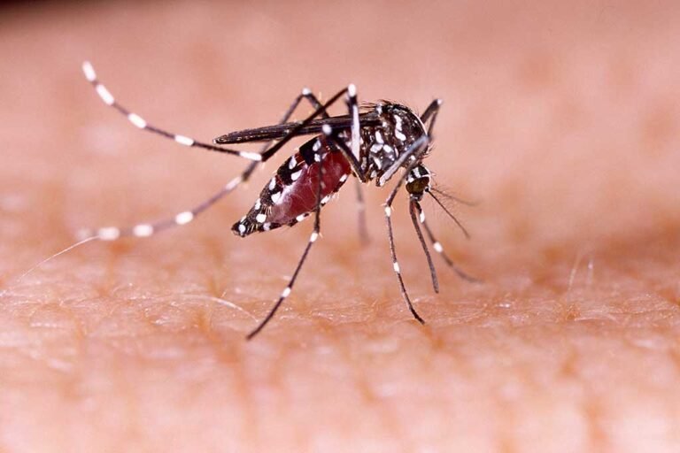vacinação dengue do Butantan