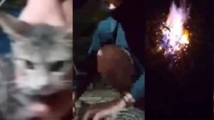 maus-tratos a gatos em Marabá