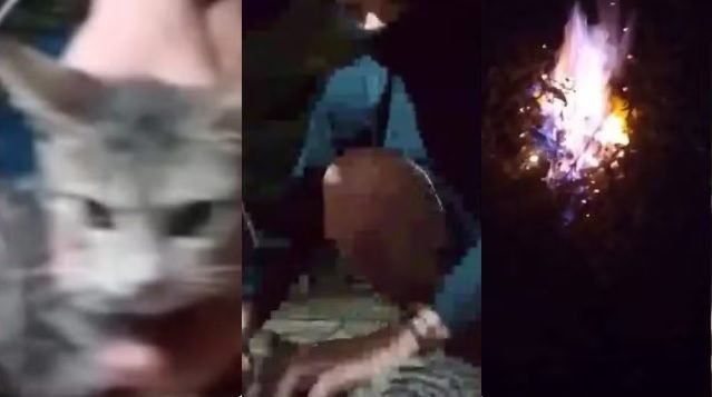 maus-tratos a gatos em Marabá