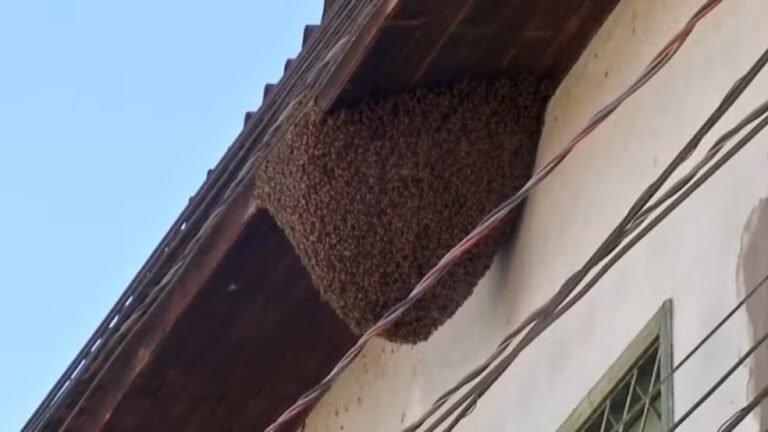 enxame de abelhas em Belém.