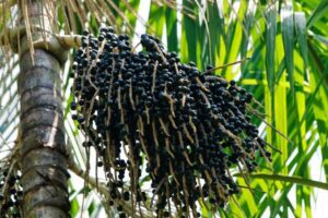 açaí do Amapá na China
