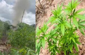 plantação de maconha no Pará