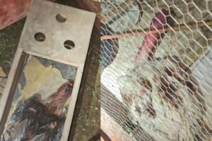 galos usados em rinhas em Altamira