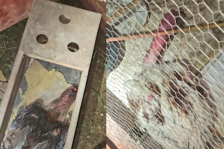 galos usados em rinhas em Altamira