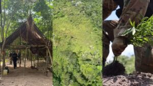 PF destrói pés de maconha no Pará