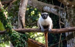 sauim-de-coleira em Parauapebas