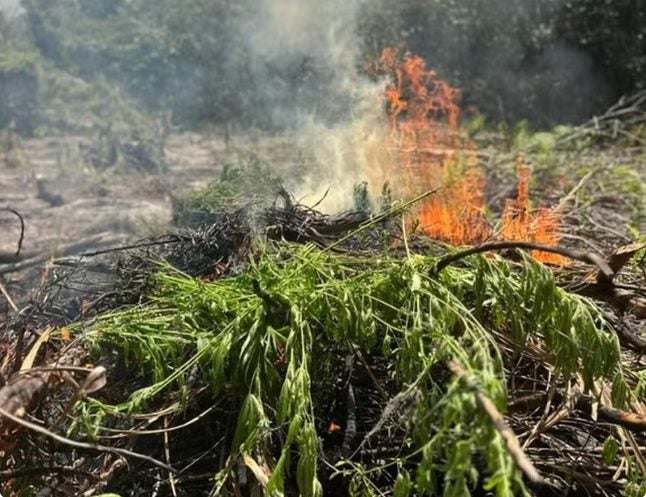 2.900 pés de maconha